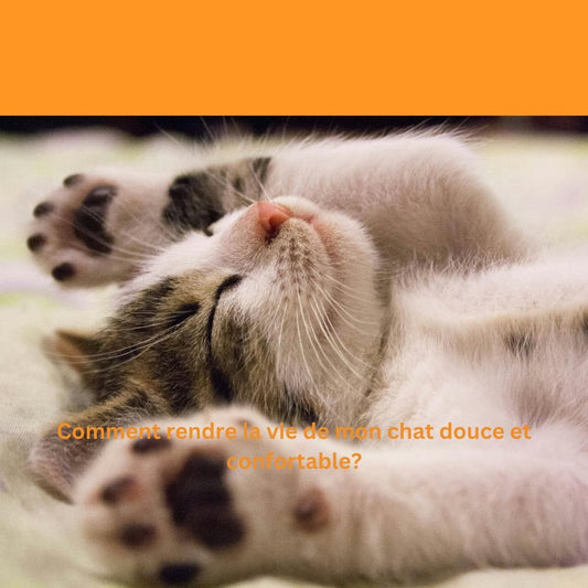 Niche pour chat: comment rendre la vie de mon chat douce et confortable? - Mam'zelle Sassy